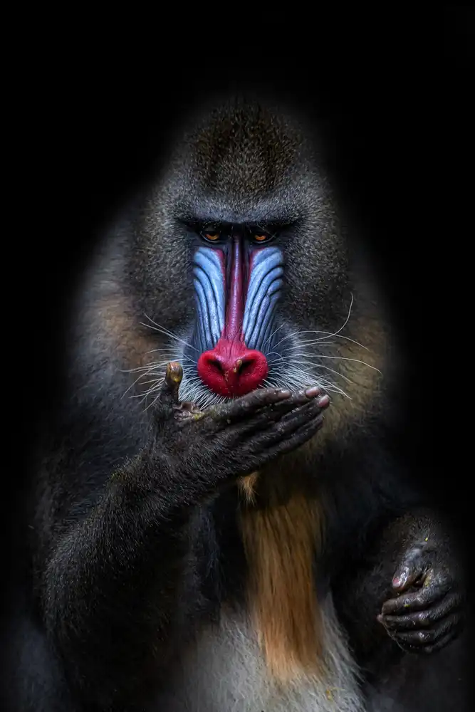 Catta, Alessandro: The Fortune Teller