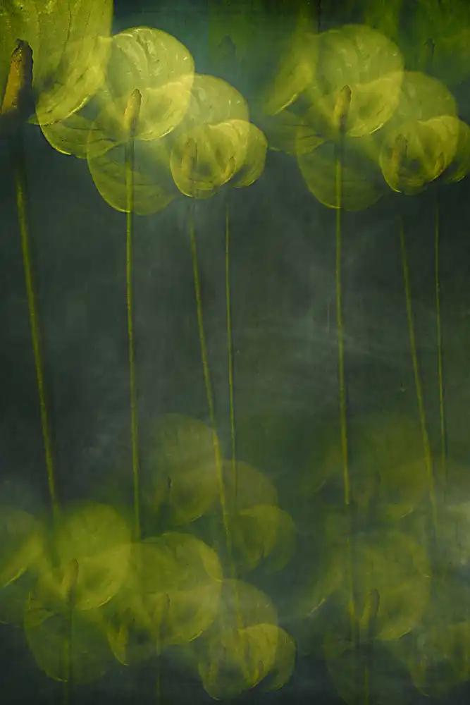 Arjona, Elena: Green Leaves
