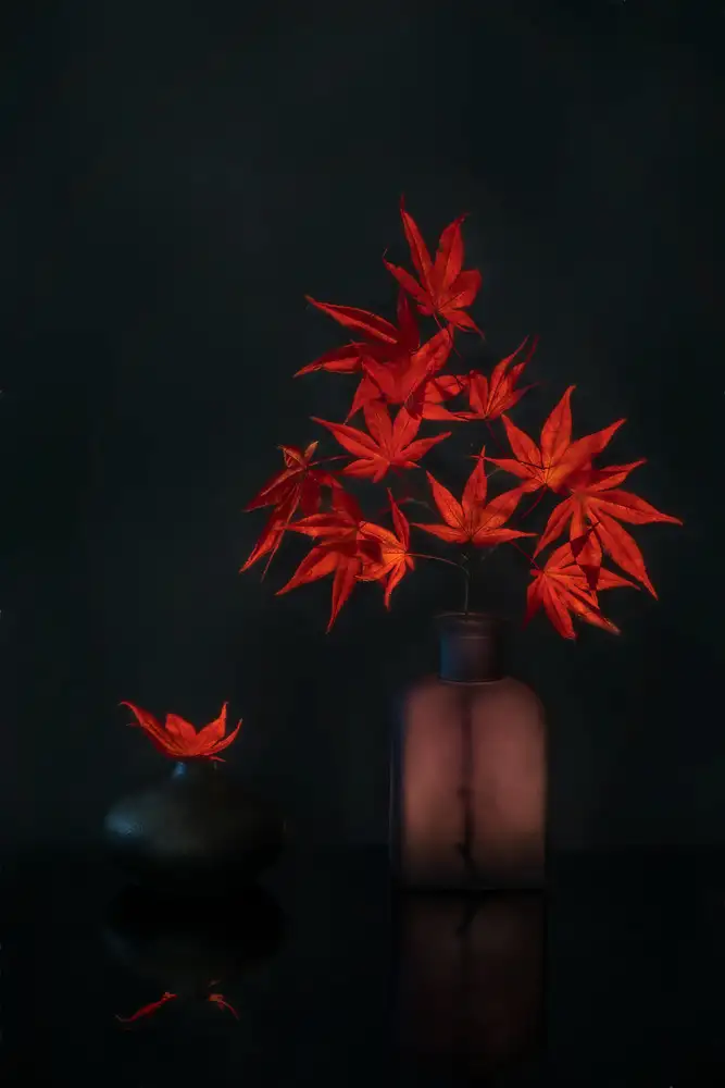 Zhang, Dennis: Red Maple leaves