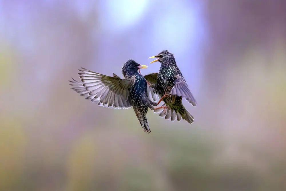 Redaelli, Marco: The dance of the starlings