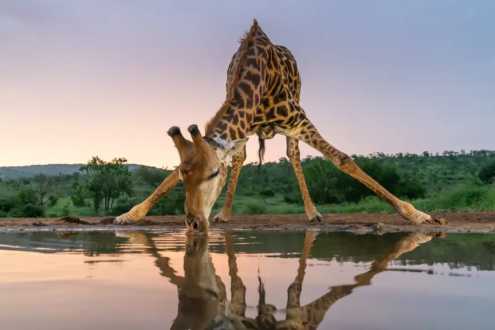 FrancoisVenter: Sunset giraffe drinking
