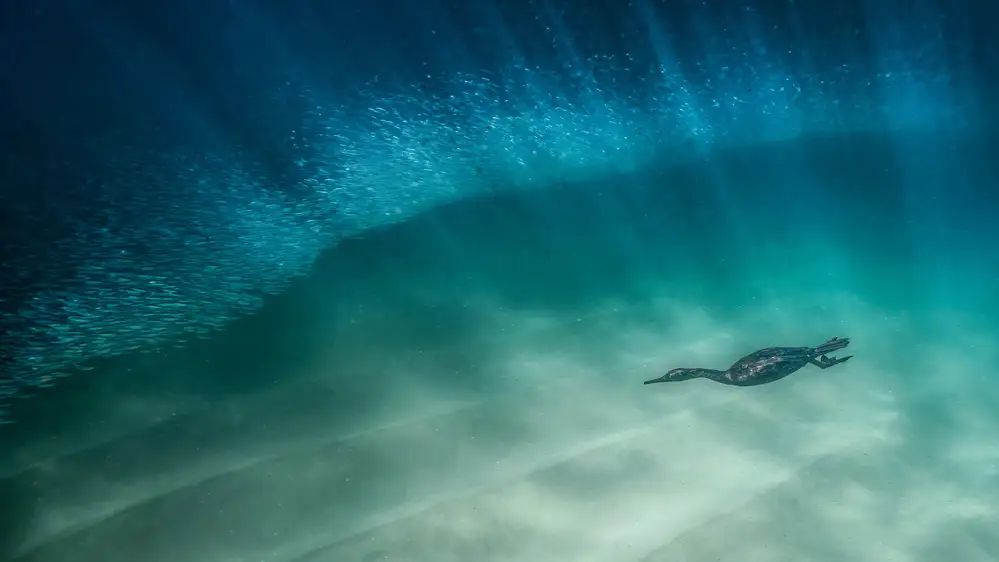 Lu, Jennifer: Bird diving and fishing