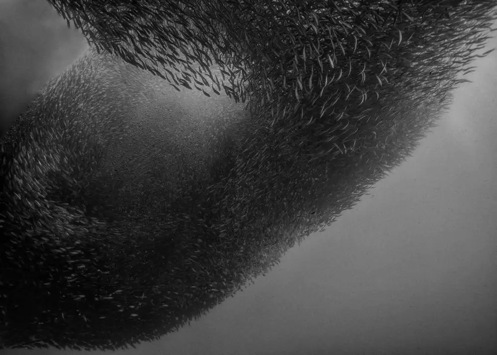 Lu, Jennifer: Fish Tornado