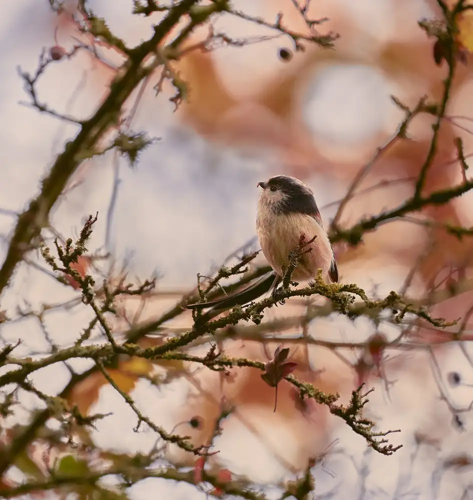 Williams, Stuart: Long Tailed Tit