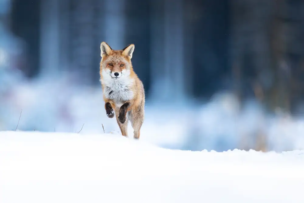 Zygmunt, Milan: roter Fuchs