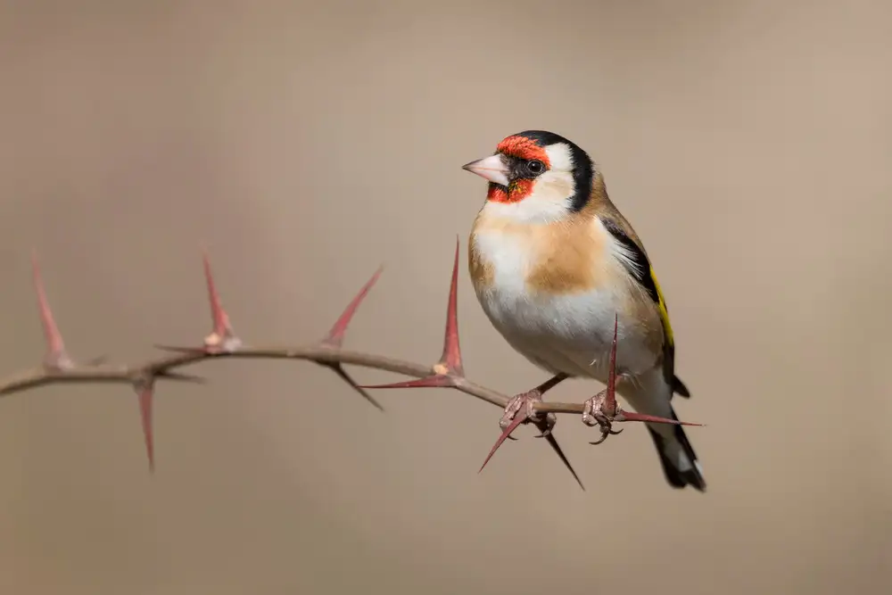 Bolla, Paolo: Goldfinch