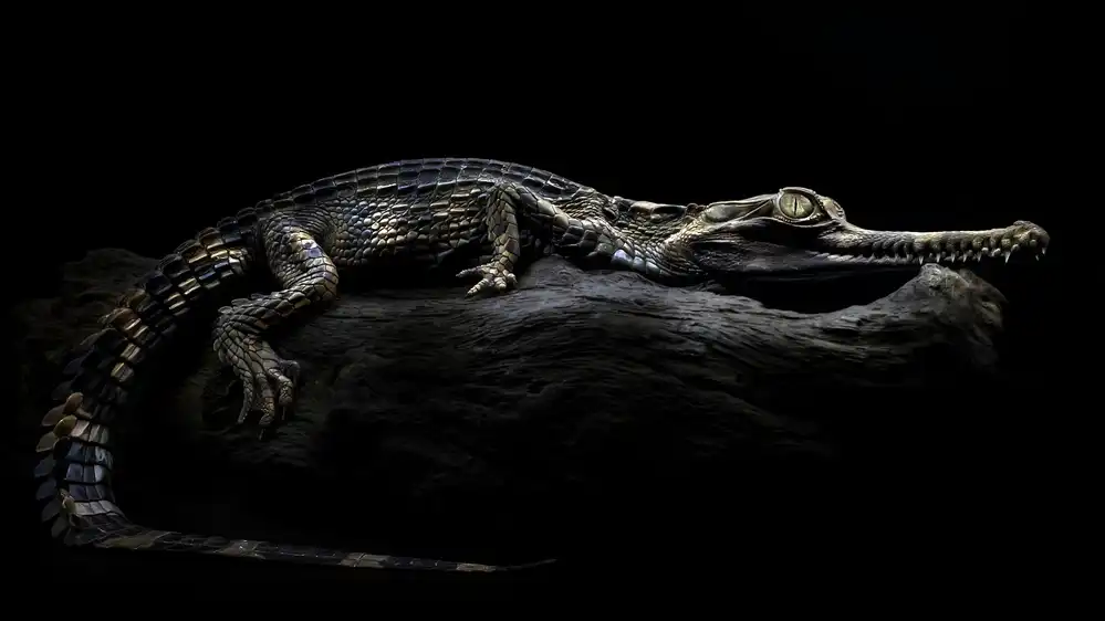 Maududdin, Fauzan: Sinyulong-Krokodil