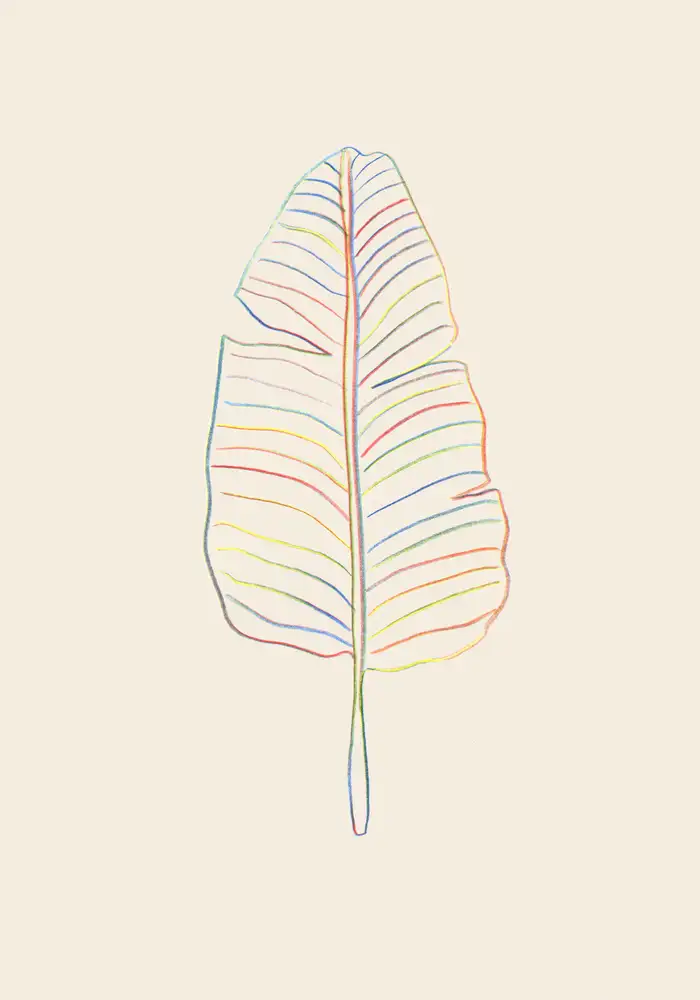 Studio, Pictufy: Foglia arcobaleno di banane
