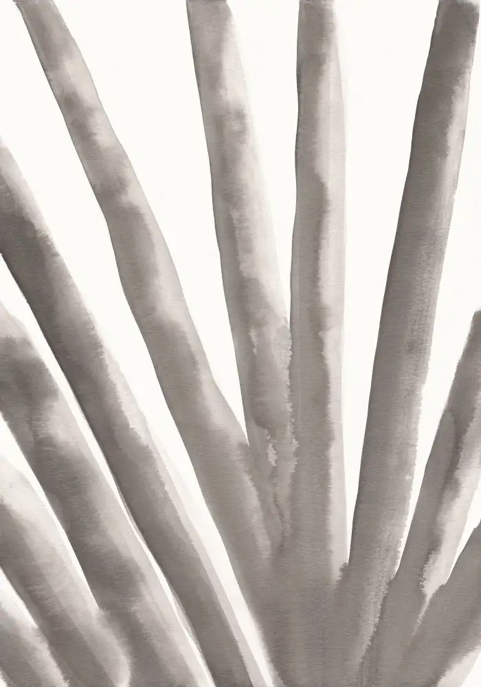 Studio, Pictufy: Aloe Vera