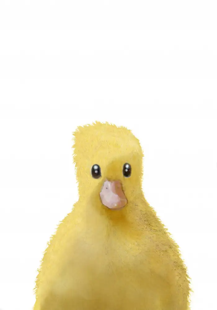 Studio, Pictufy: Canard