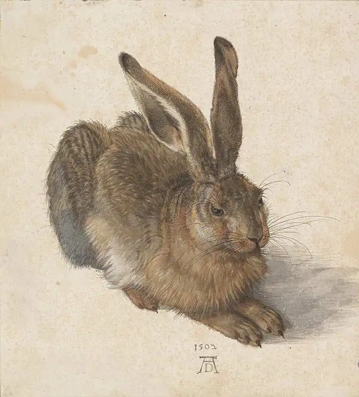 Dürer, Albrecht: Zajíc