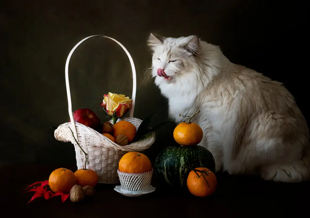 Fischer, Jie: Chat et fruits