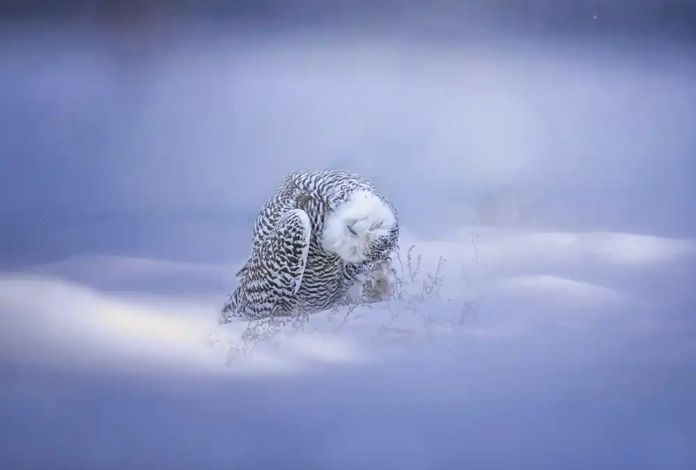 Huang, Tao: Snowy