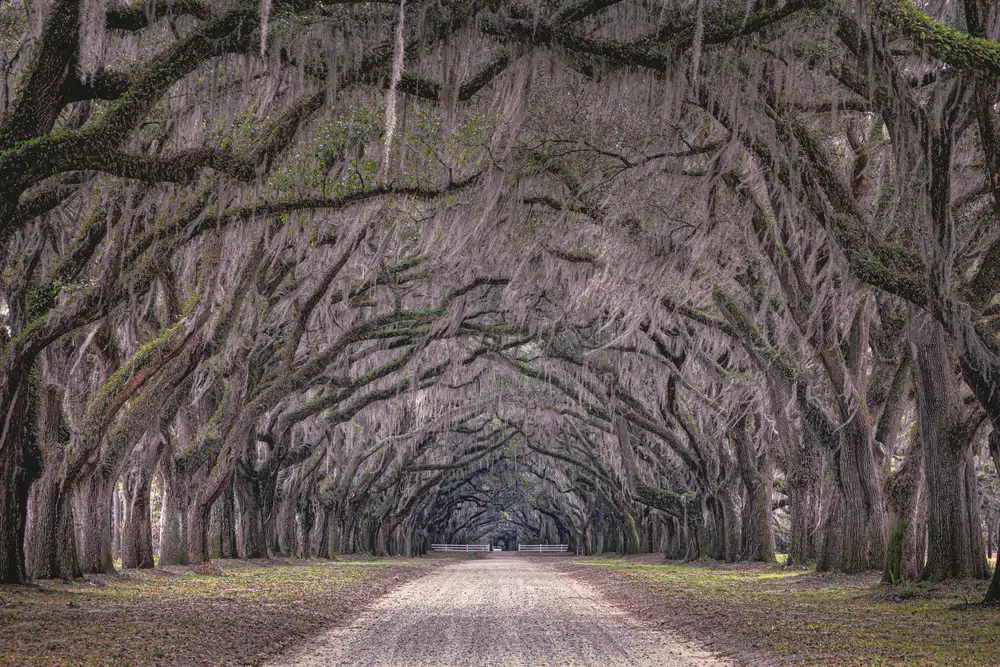 Tagliarino, Marco: Oaks Avenue