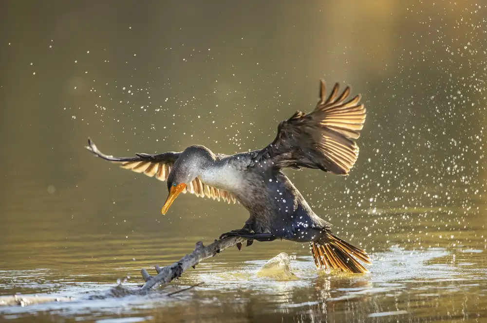 Tseng, Judy: open wings