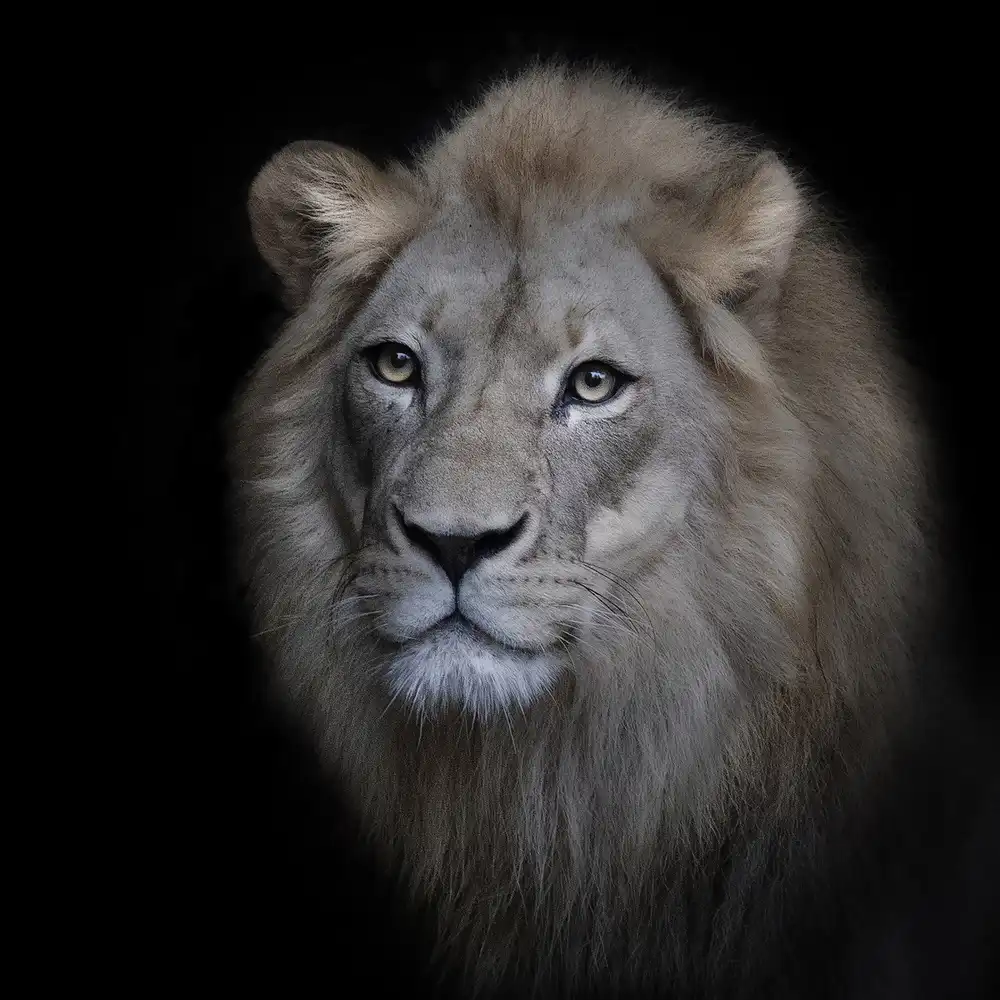 Doyle, Renee: Der König
