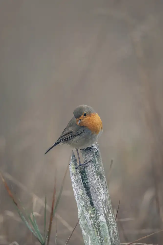 Renmyr, Magnus: Portrait of a robin in autumn