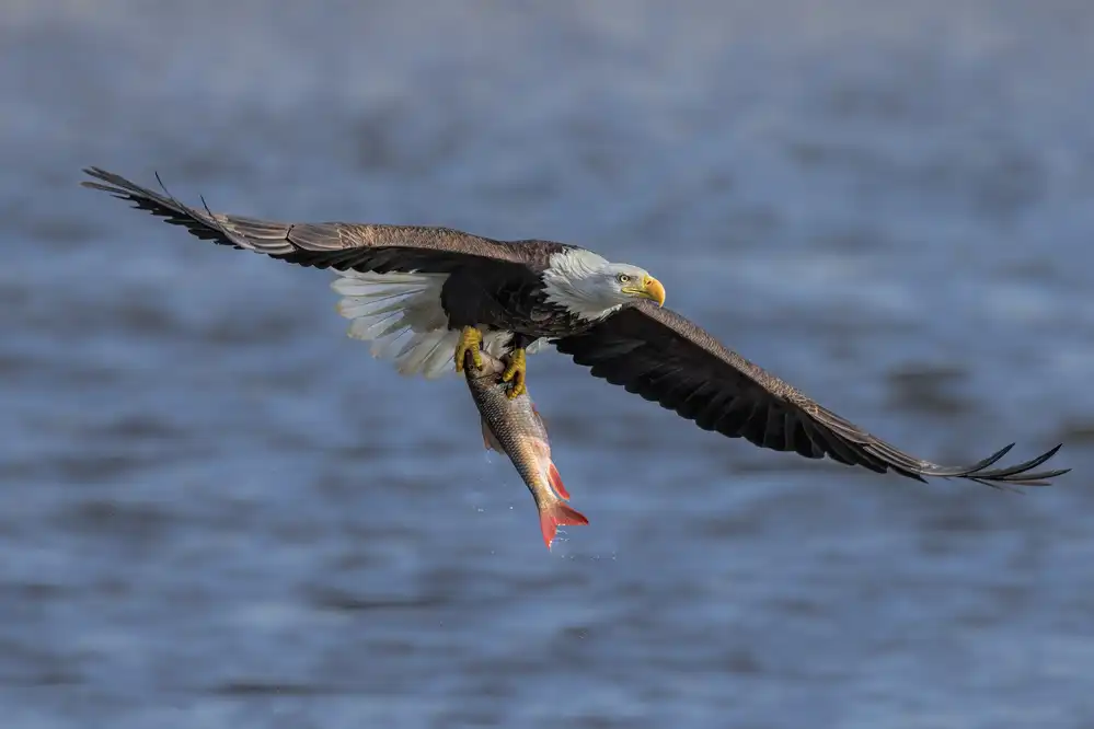 Zuo, Jun: Weißkopfseeadler fängt Fische