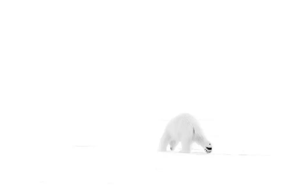 Chang, Phillip: Looking for food