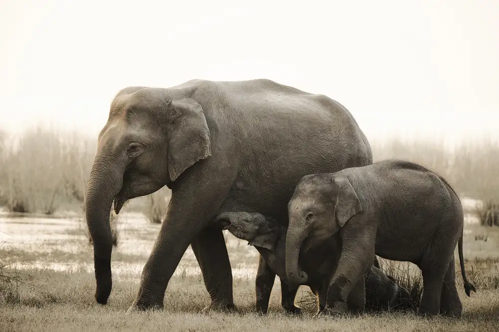Swapnil: family portrait