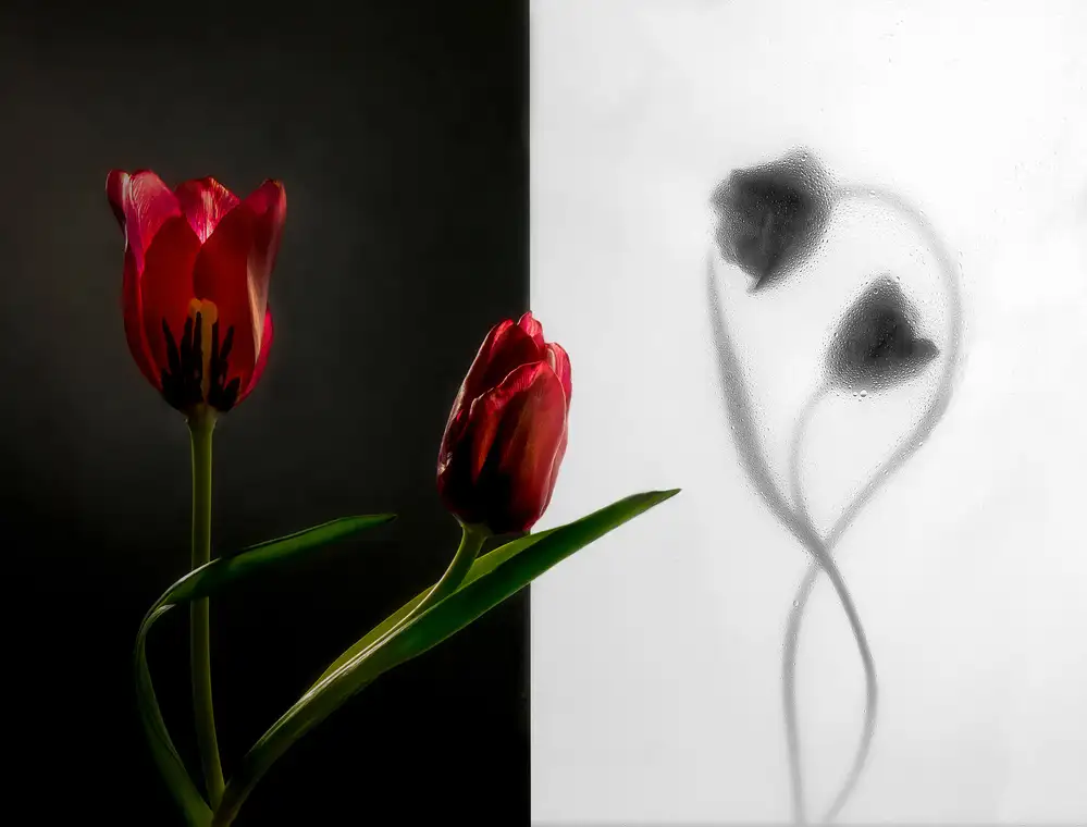 Wang, Ada: Tulipán