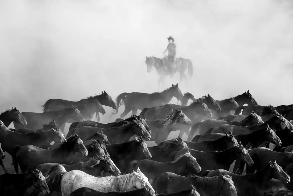 durmusceylan: Cavalli selvaggi