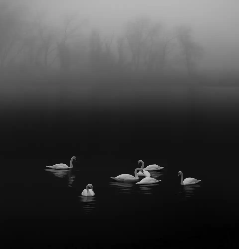 Tseng, Judy: Swan lake foggy morning