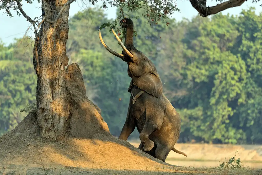 DAmico, Giuseppe: Boswel, the elephant on two legs