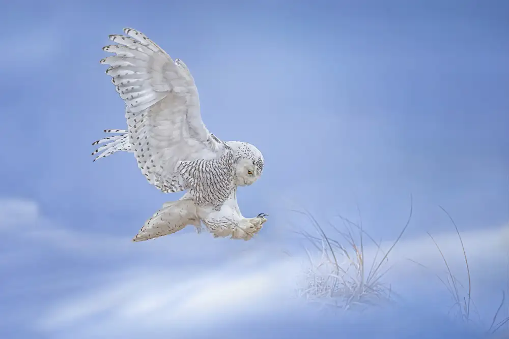 Huang, Tao: Snow Owl