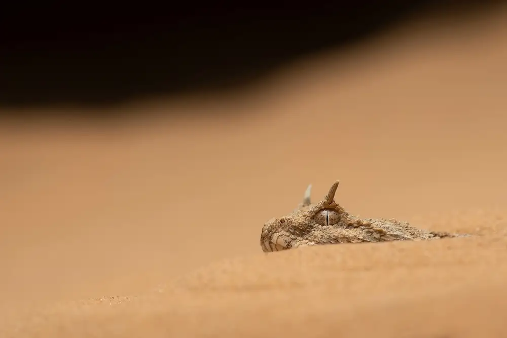 Hakonsen, Thor: Víbora Cornuda del Sahara