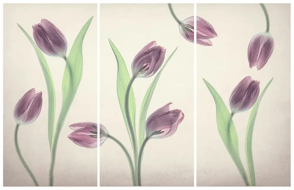 Jacobs, Lydia: Tančící tulipány