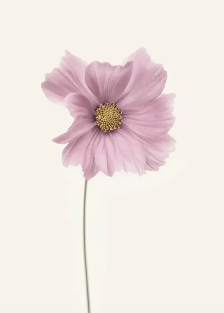 Grønkjær, Lotte: flor del cosmos