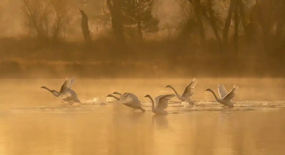 Xie, April: Swan Lake