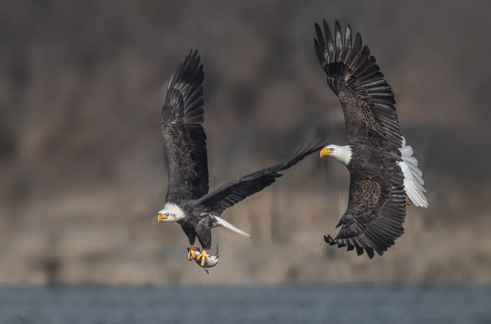 Lu, Jennifer: Chasing