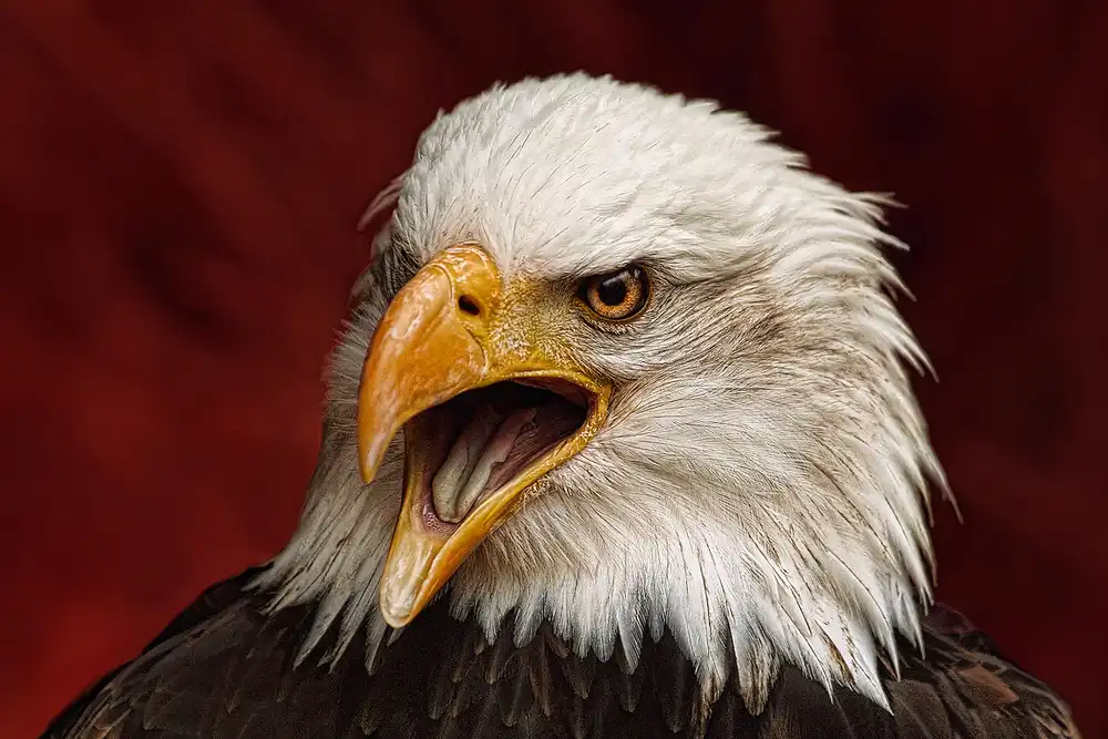 Hoffman, Jimmy: Angry bird