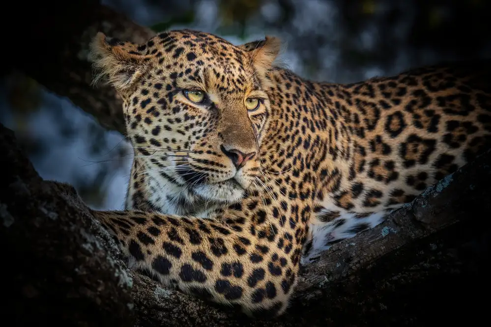 Sink, C. Jeffrey: Leopard