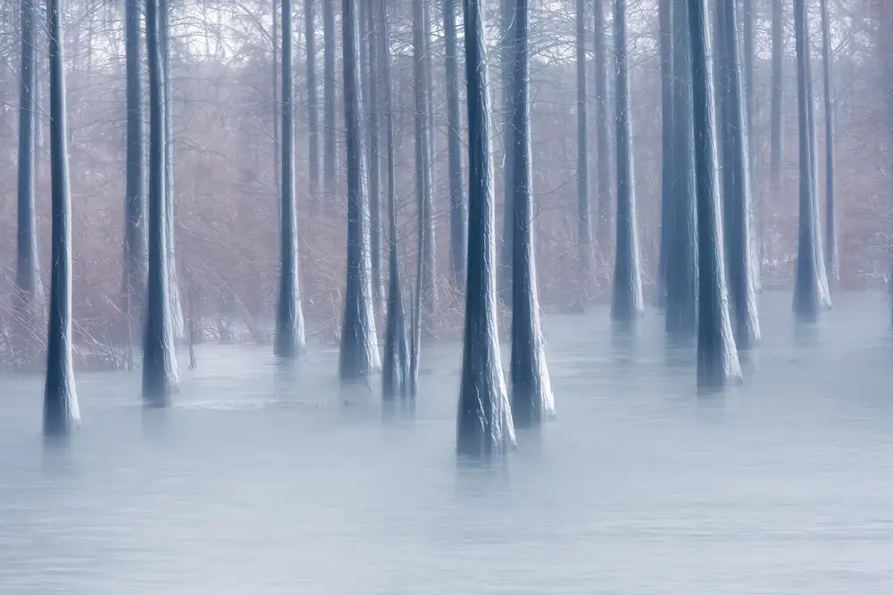Z, Bingo: Bois en hiver