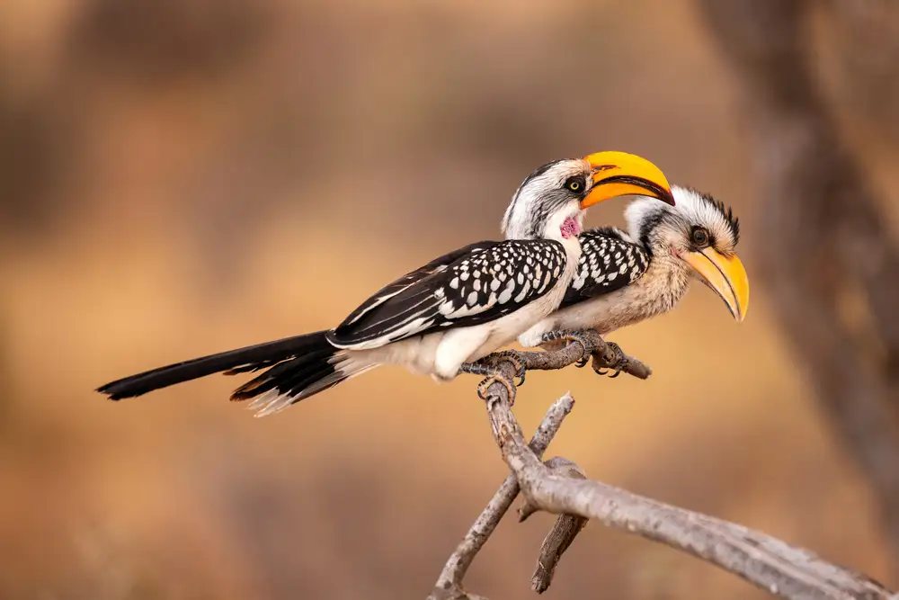 Liu, Q: Südlicher Gelbschnabelhornvogel