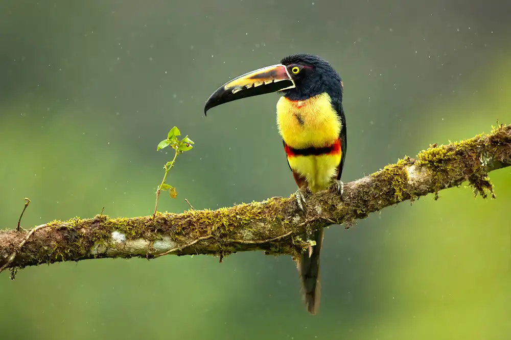 Zygmunt, Milan: Halsband-Aracari