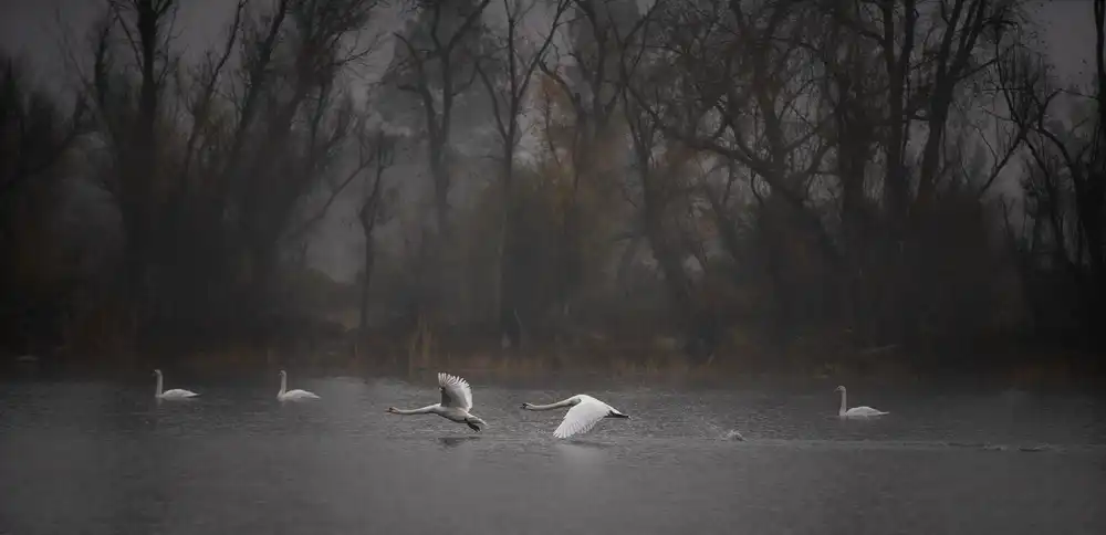 Xie, April: Flying low above the foggy lake