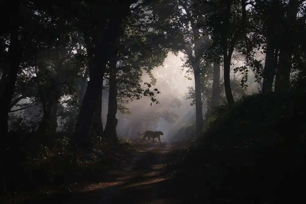Swapnil: dark moods