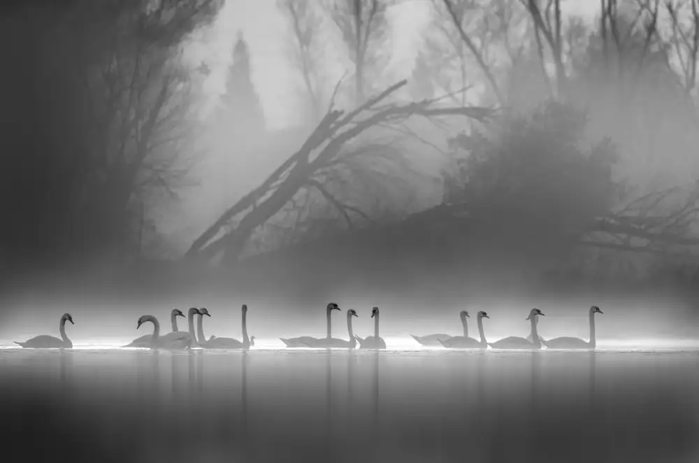 Tseng, Judy: Line up