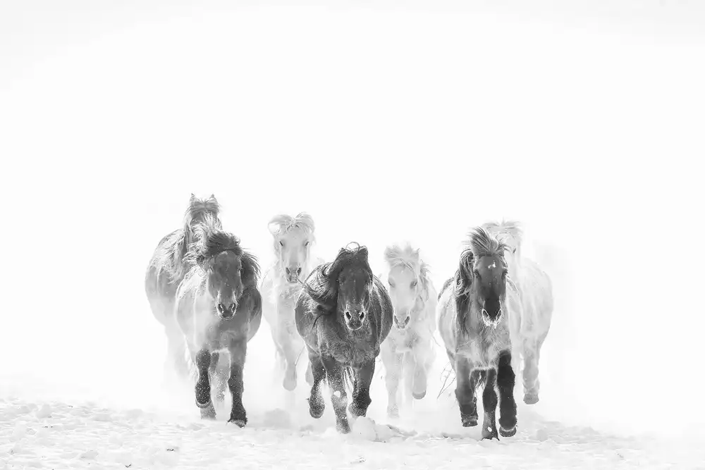 Z, Bingo: Courir dans la neige