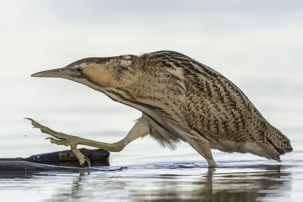 Helsen, Eddy: Bittern