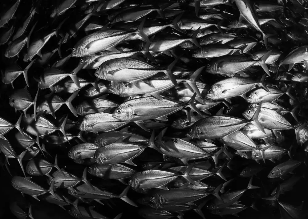 Narchuk, Andrey: Silver wall