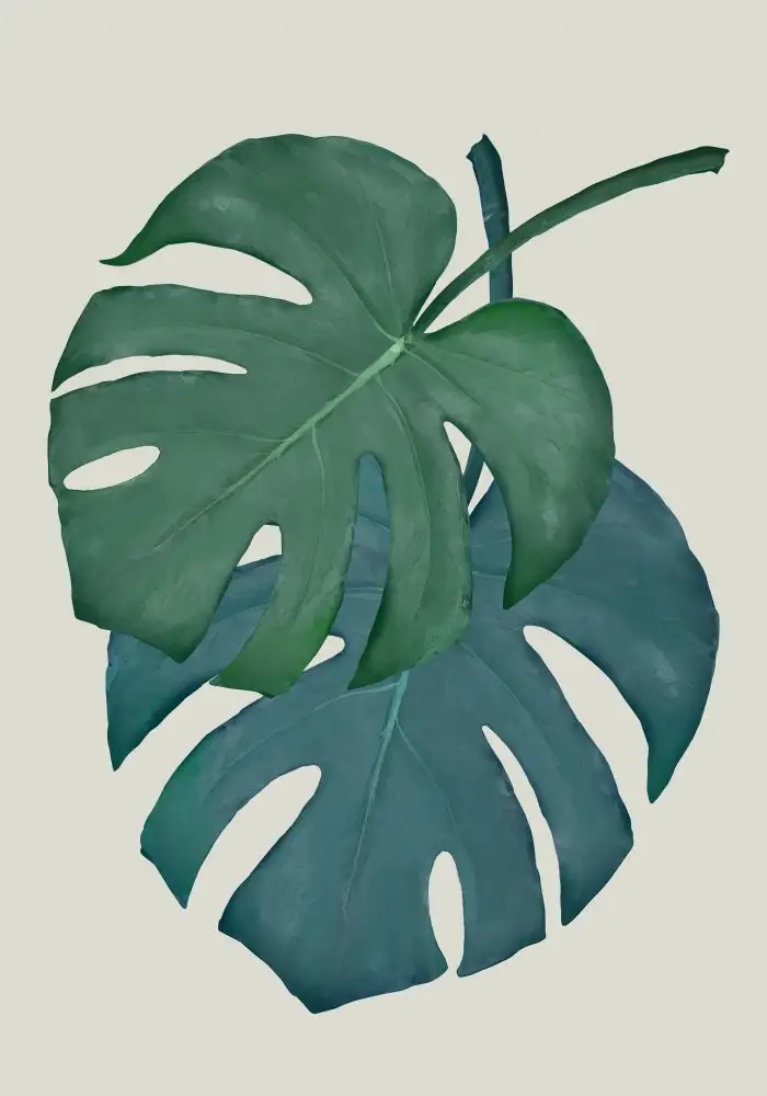 Studio, Pictufy: Monstera Acqua 06
