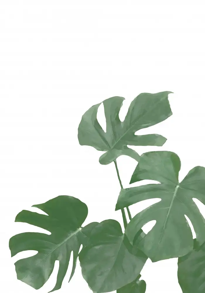 Studio, Pictufy: Monstera Aqua 04