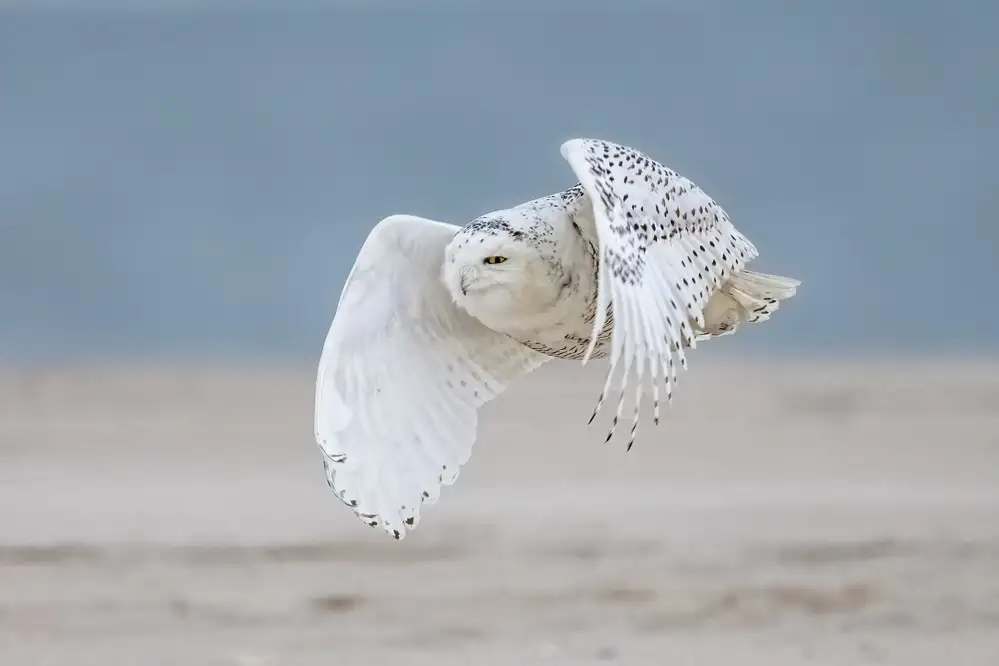 Wei, and Siyu: Harfang des neiges à la plage