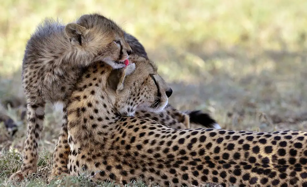 DAmico, Giuseppe: The lick