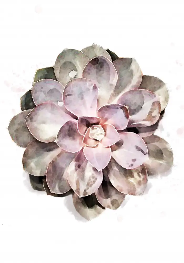 Studio, Pictufy: Succulento 01